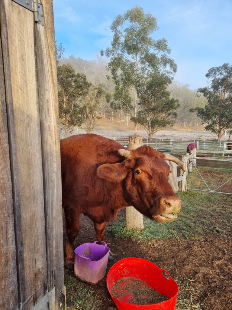 Farm animal sanctuary- cow