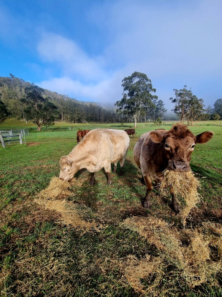 farm animal sanctuary