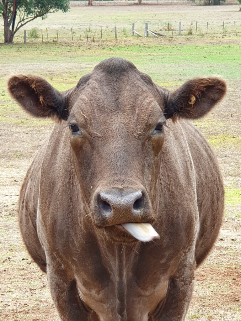 farm animal sanctuary- cows