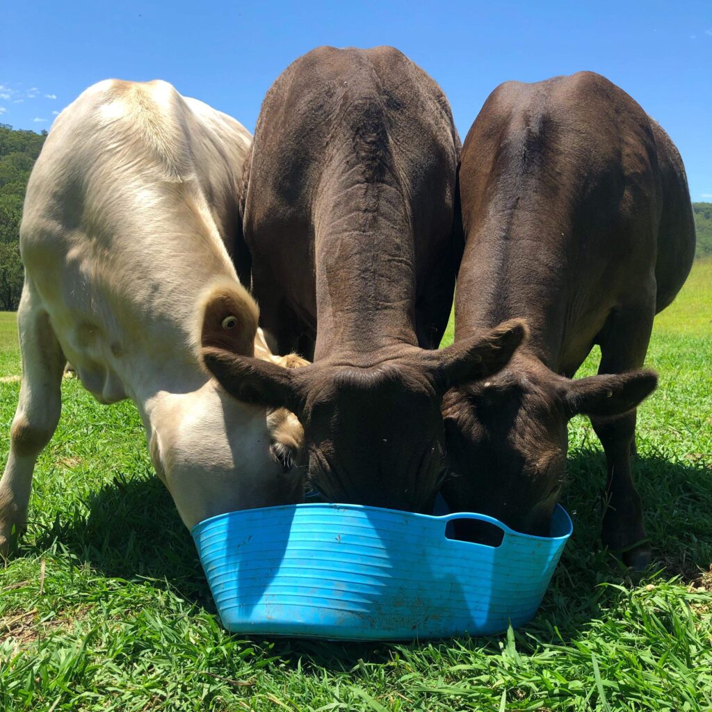 farm animal sanctuary