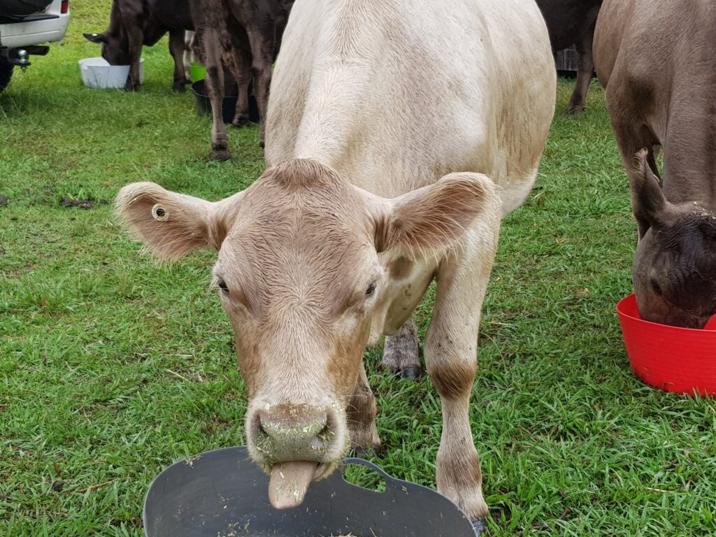 farm animal sanctuary- cows