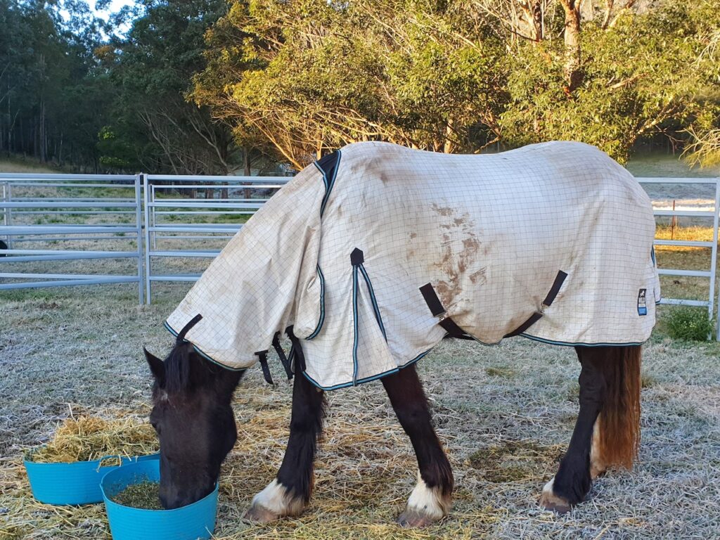 Farm Animal Sanctuary