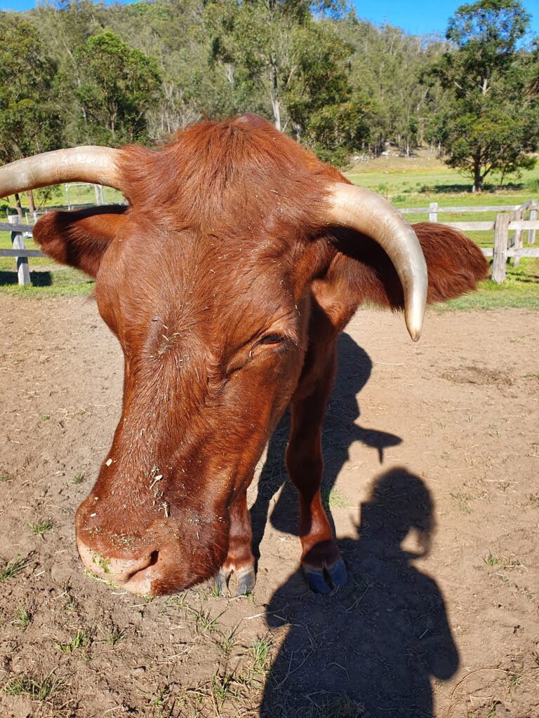 Farm animal sanctuary
