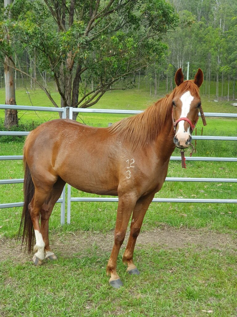 Farm Animal Sanctuary