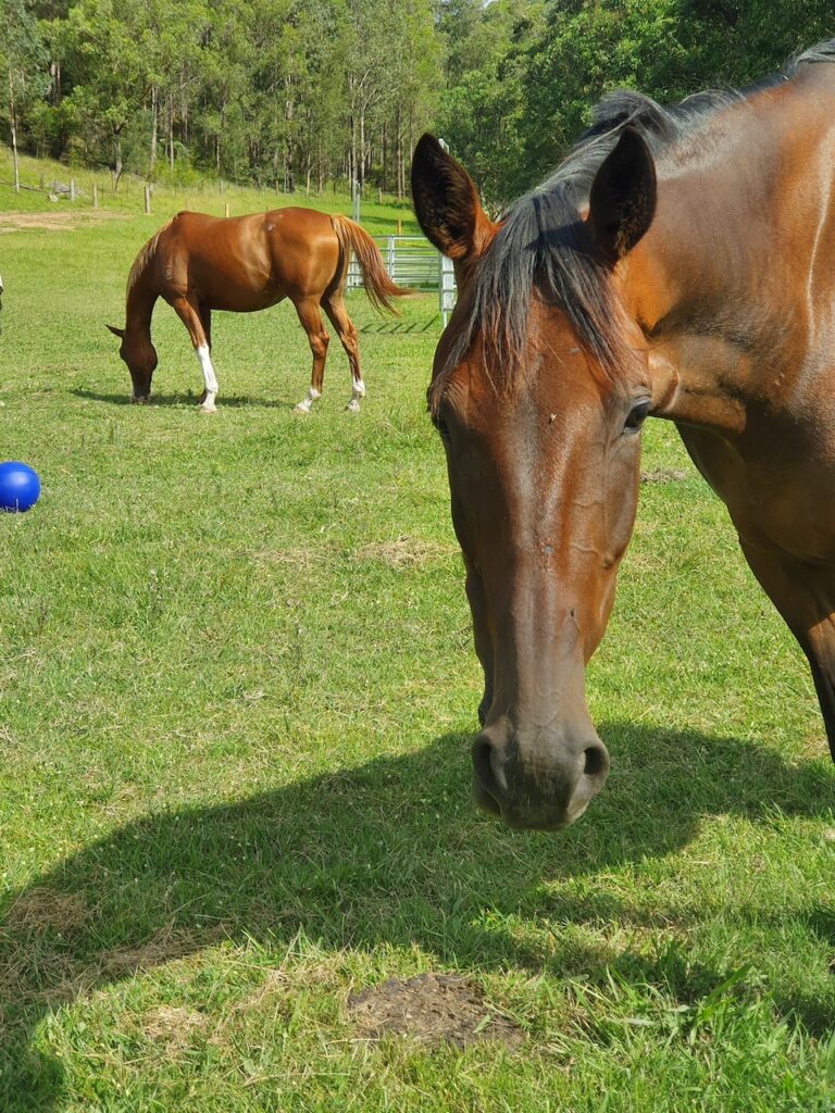 Farm Animal Sanctuary