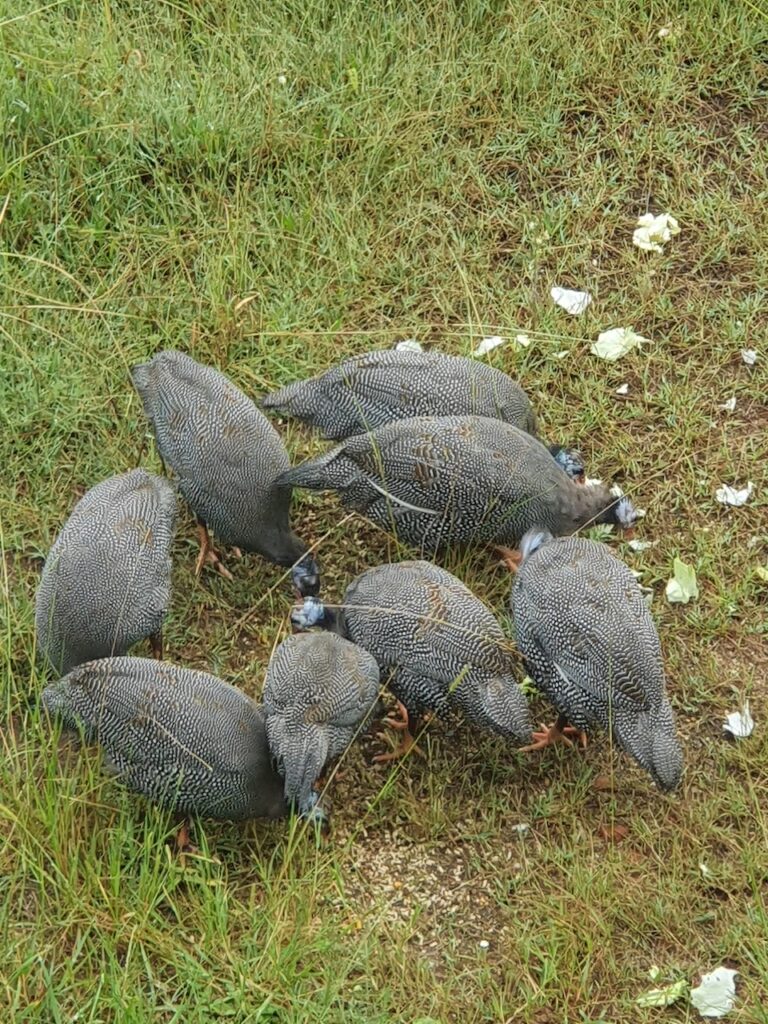 Farm Animal Sanctuary