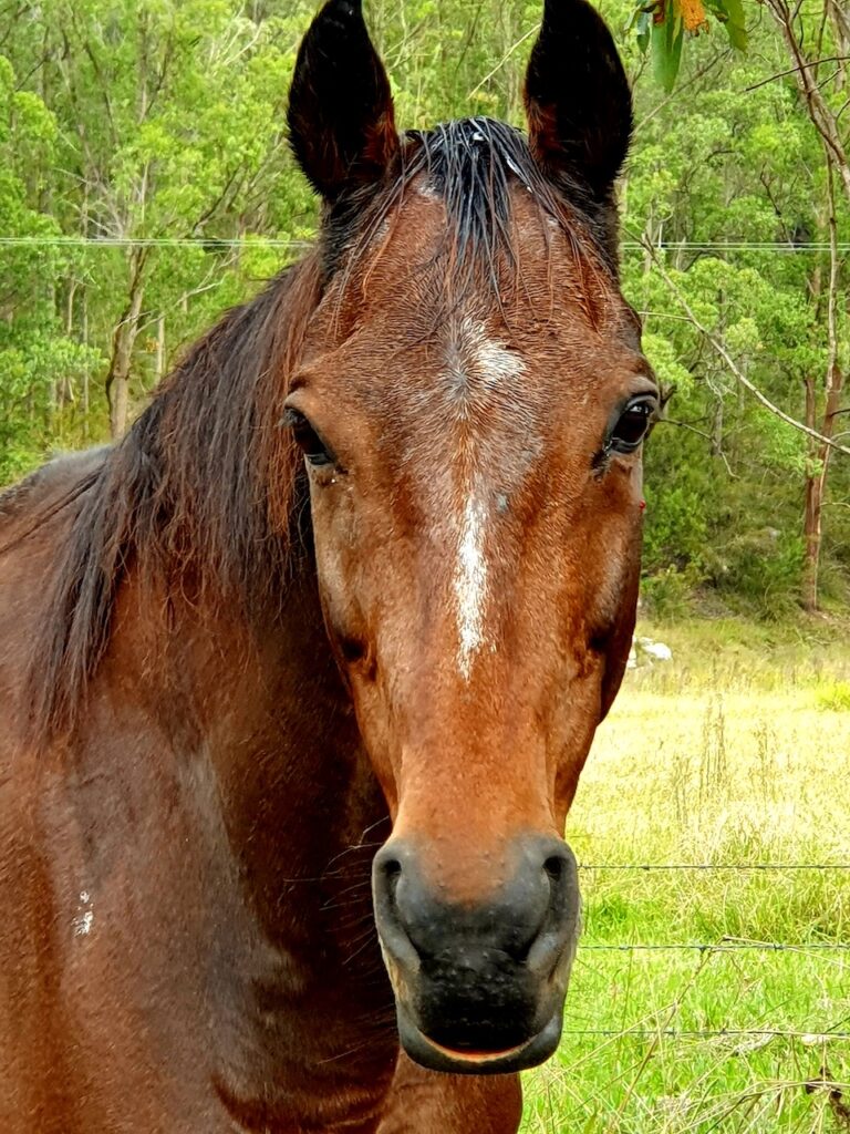 Farm Animal Sanctuary
