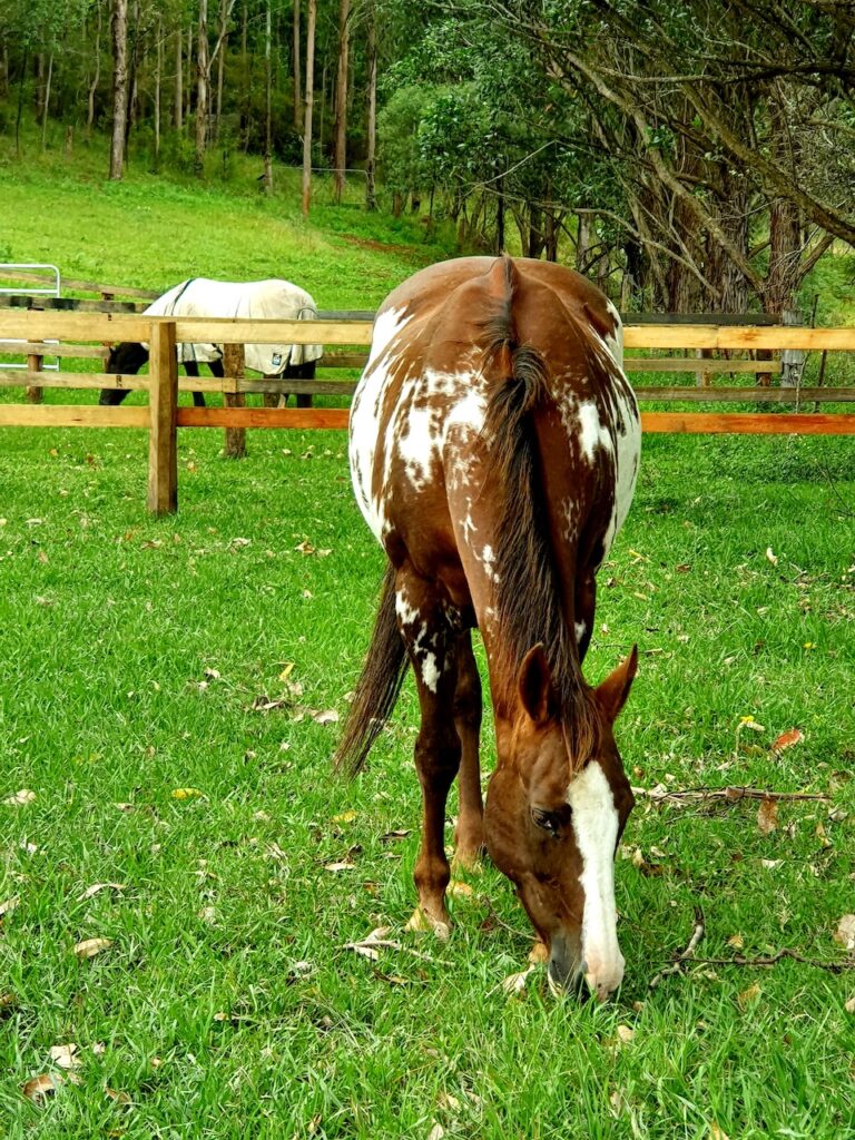 Farm Animal Sanctuary