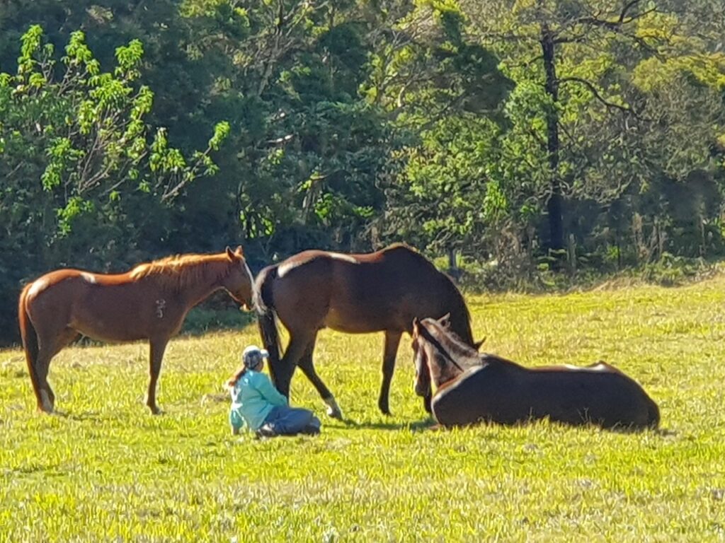 Farm Animal Sanctuary