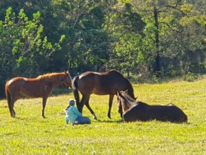 Farm Animal Sanctuary