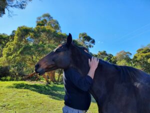 Farm Animal Sanctuary