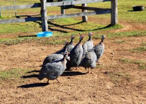 Farm Animal Sanctuary