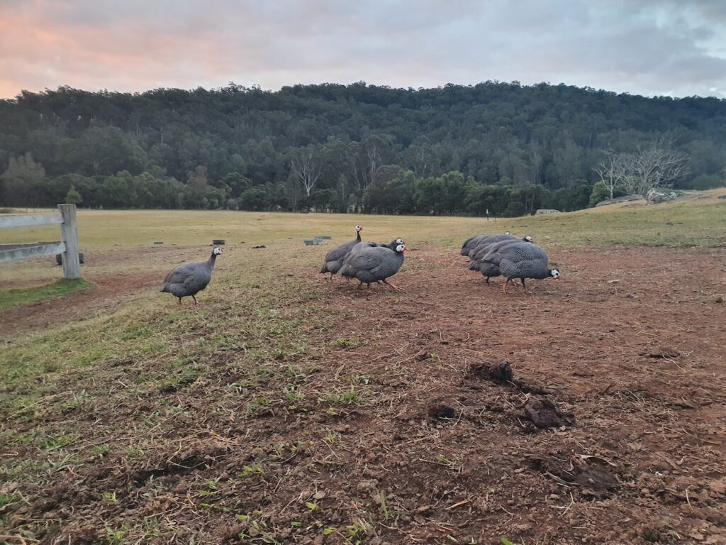 Farm Animal Sanctuary Guinea Fowls