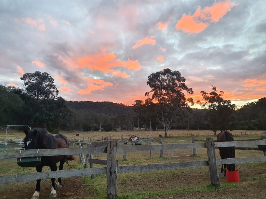 Farm Animal Sanctuary