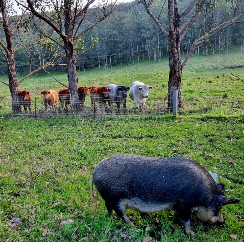 Farm Animal Sanctuary - Pig