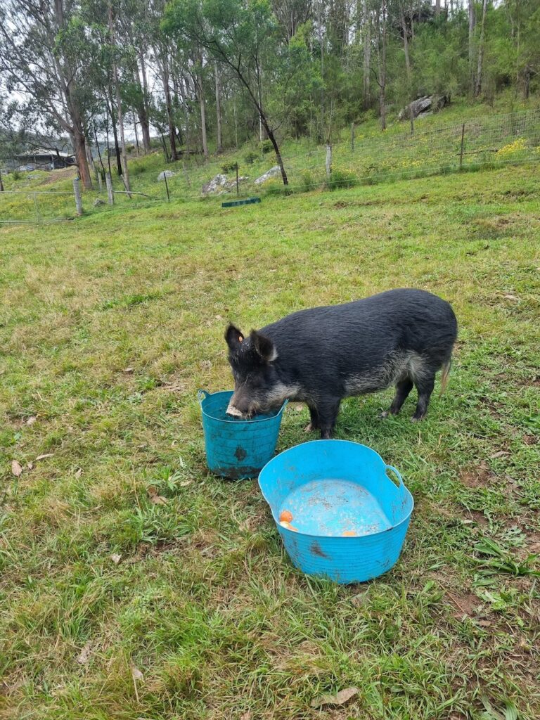 Farm Animal Sanctuary - Pig