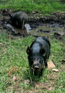 Farm Animal Sanctuary