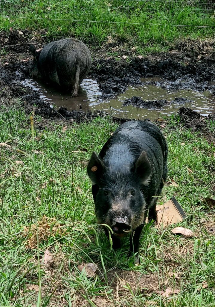 Farm Animal Sanctuary