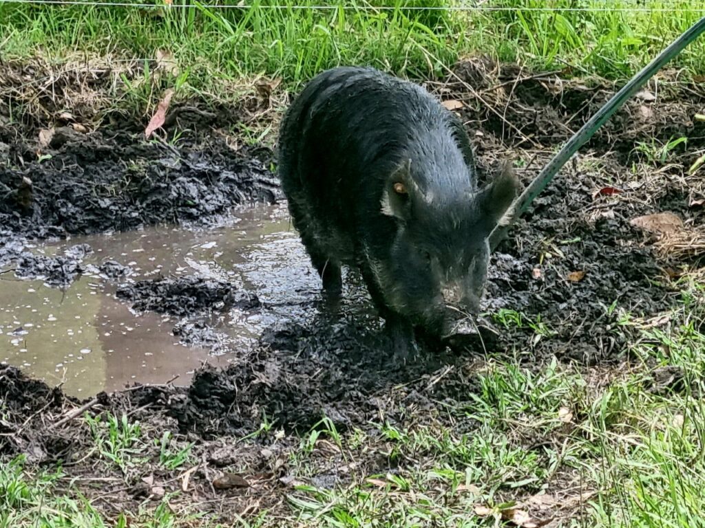Farm Animal Sanctuary - Pig