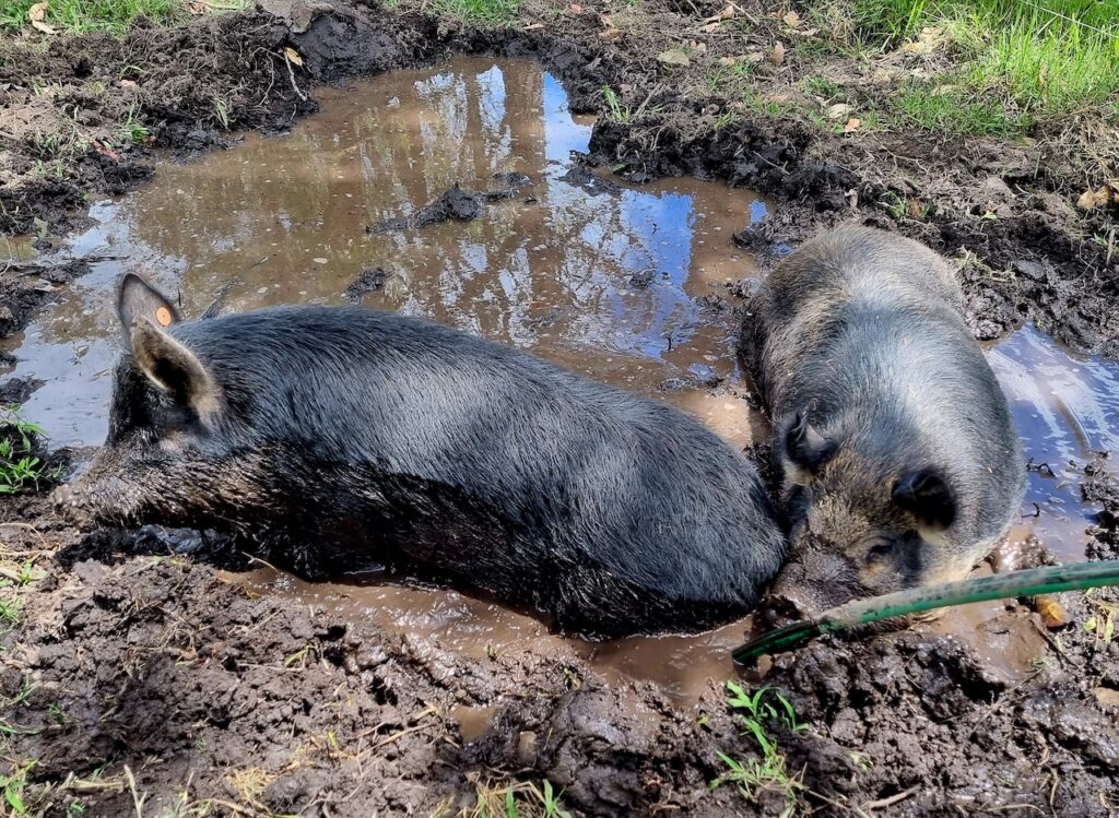 Farm Animal Sanctuary