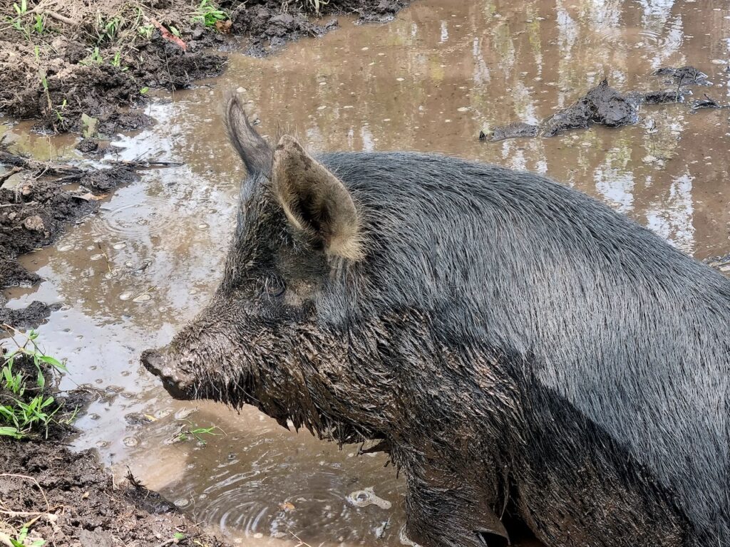 Farm Animal Sanctuary - pigs