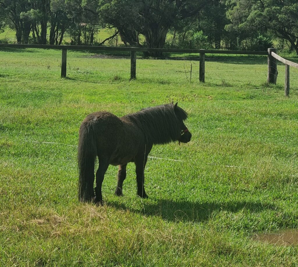 Farm Animal Sanctuary