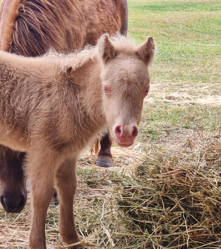 Farm Animal Sanctuary - Miniature Horses