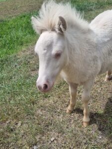 Farm Animal Sanctuary