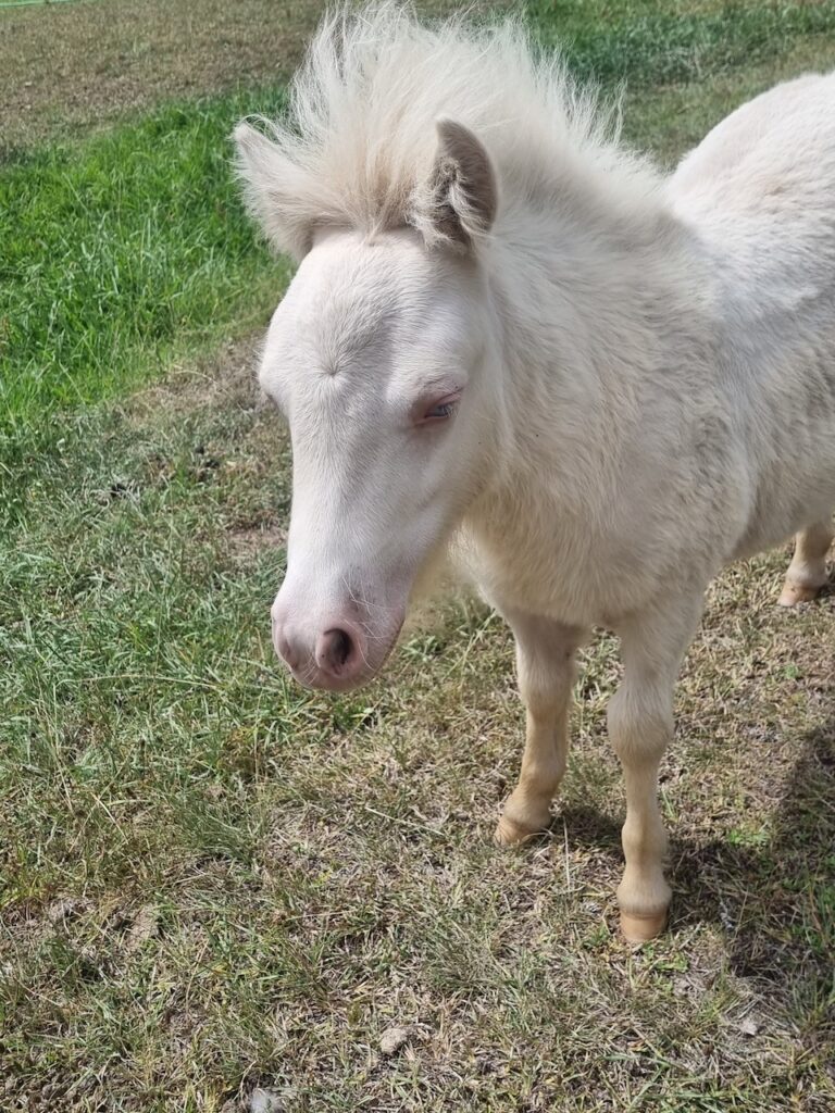 Farm Animal Sanctuary