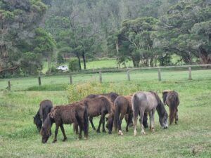Farm Animal Sanctuary