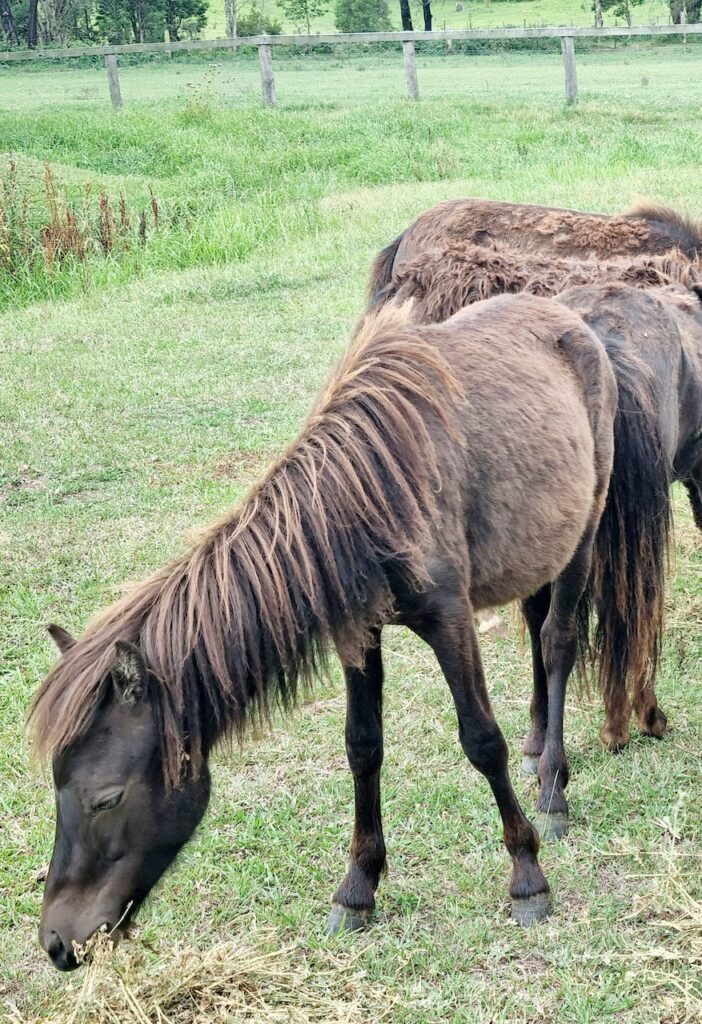 Farm Animal Sanctuary