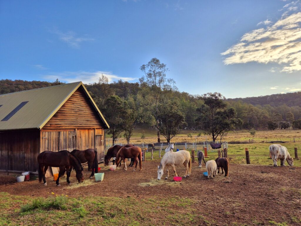 Farm Animal Sanctuary