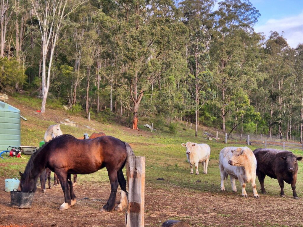 Farm Animal Sanctuary