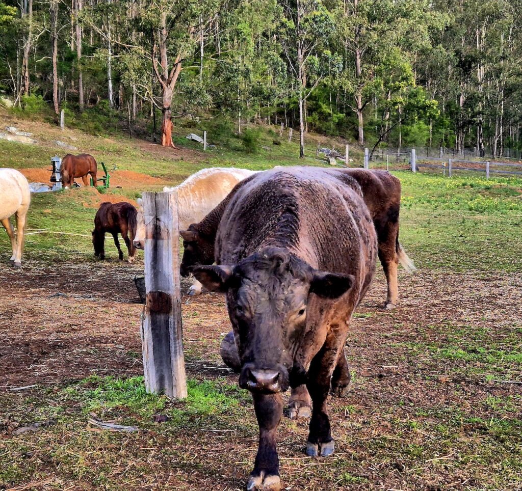 farm animal sanctuary