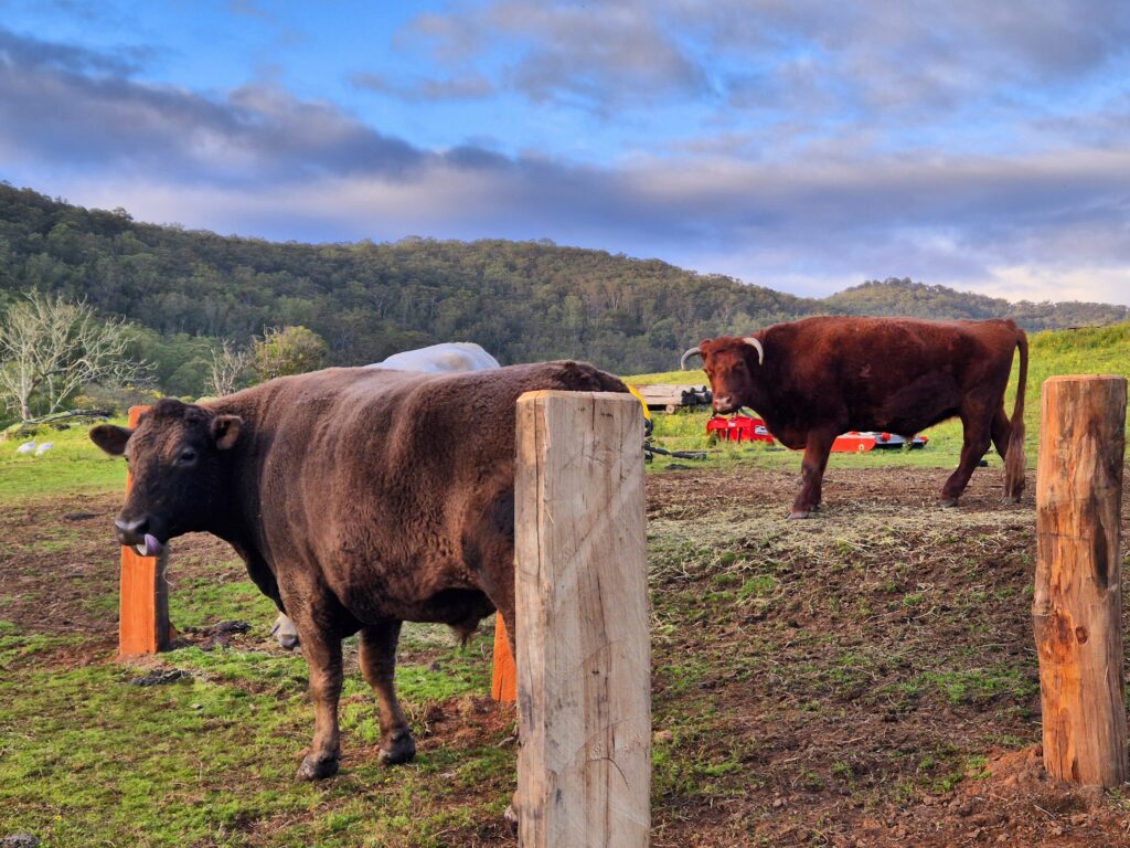 farm animal sanctuary