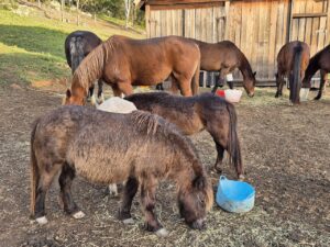 Farm Animal Sanctuary