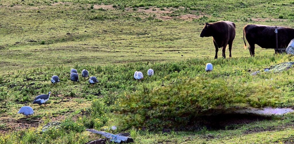 Farm Animal Sanctuary