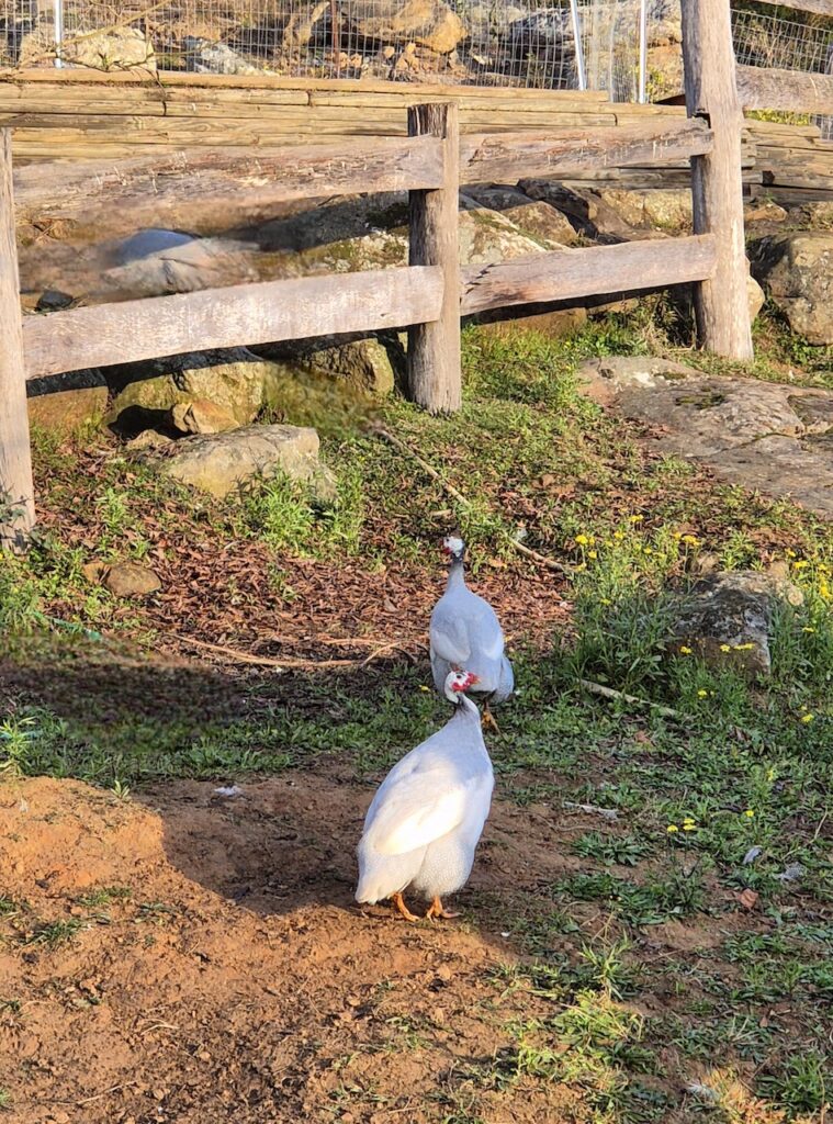 Farm Animal Sanctuary