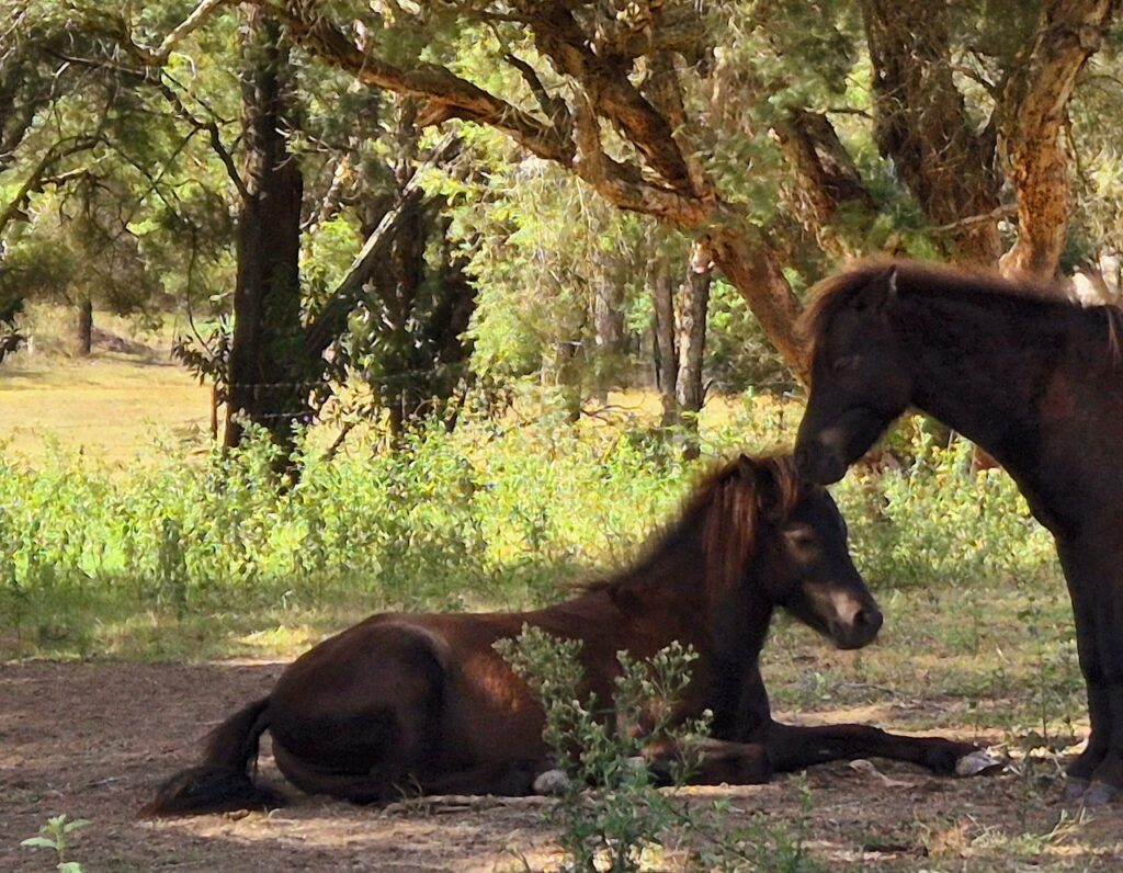 Farm Animal Sanctuary