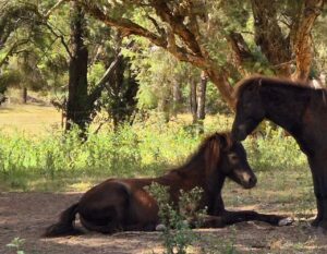 Farm Animal Sanctuary