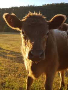 Farm Animal Sanctuary