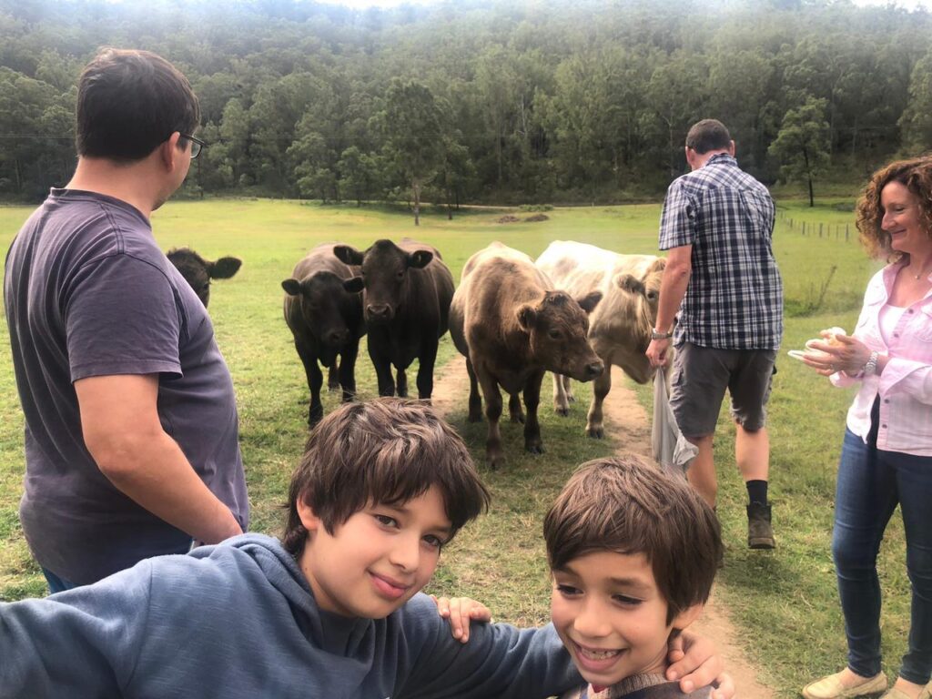Farm Animal Sanctuary- cows
