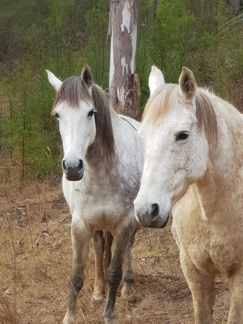 Farm Animal Sanctuary