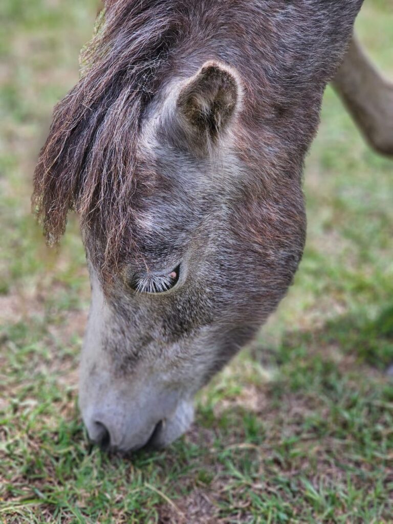 Farm Animal Sanctuary