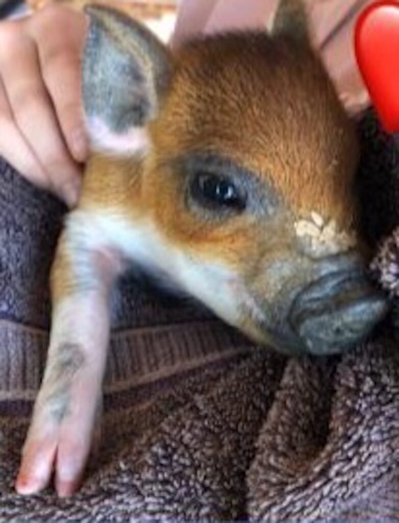 Farm Animal Sanctuary - Pigs