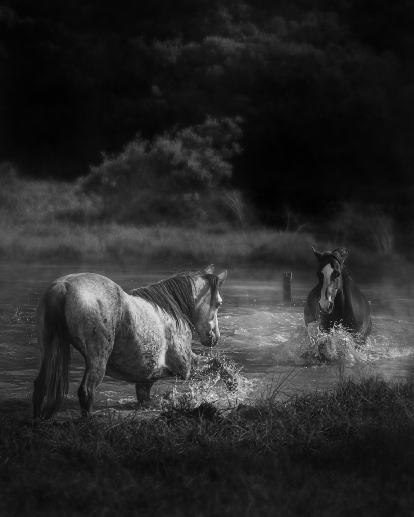 farm animal sanctuary
