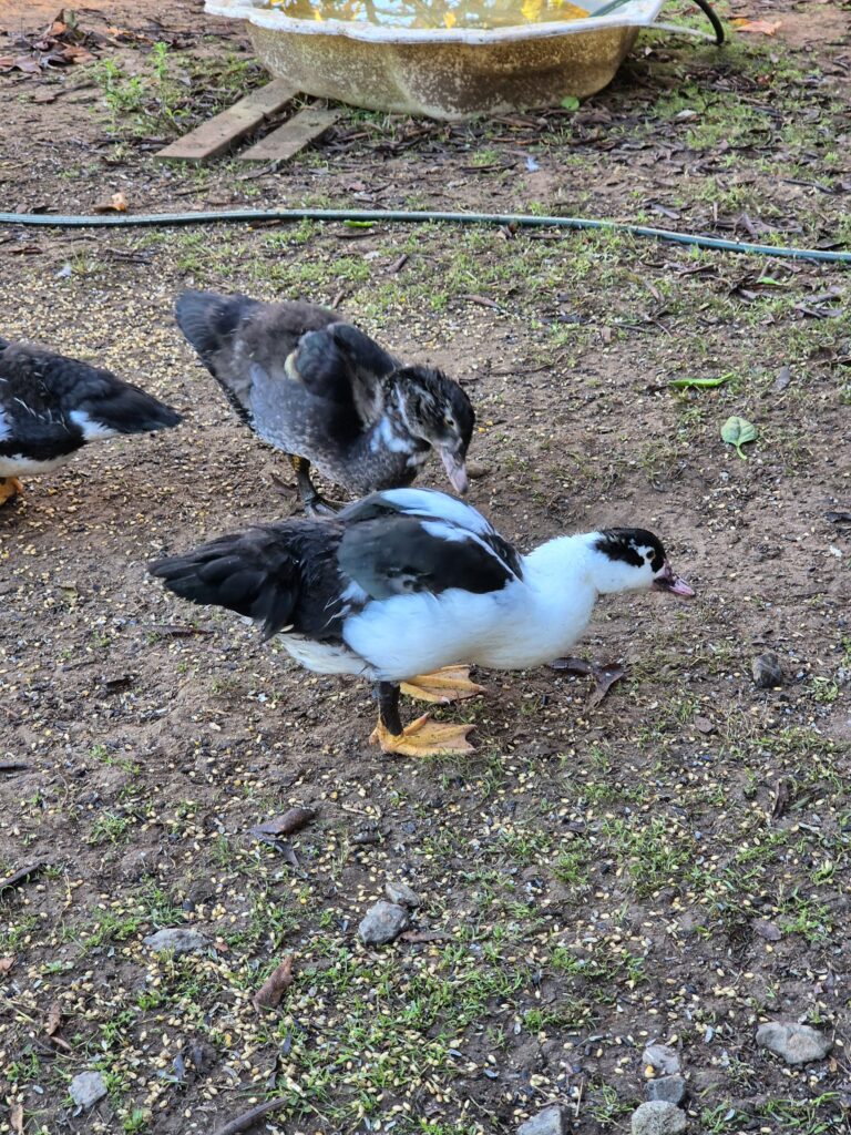 Duck intelligence 