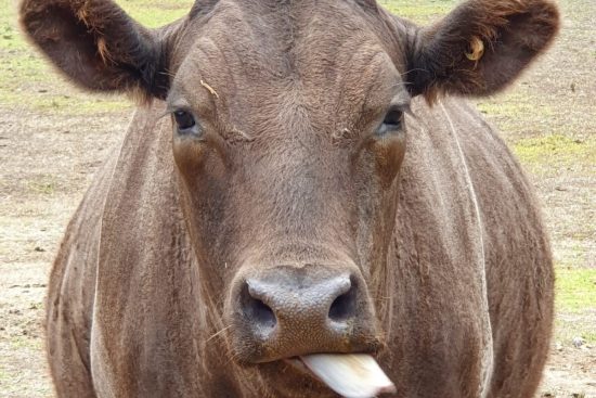 farm animal sanctuary- cows